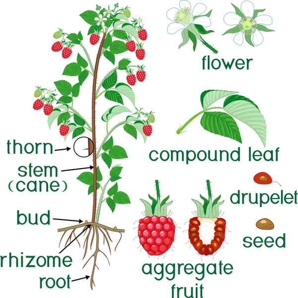 Μέρη Του Φυτού Μορφολογία Των Θάμνων Βατόμουρο Μούρα Πράσινα Φύλλα — Διανυσματικό Αρχείο