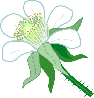 Beyaz yaprakları ve beyaz arka plan üzerinde izole yeşil sepals ile ahududu (Rubus idaeus) Çiçeği