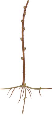 Tomurcukları ile stilize ince dal