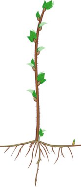 Yeşil yaprakları ve kök sistemi ile Ahududu ateş