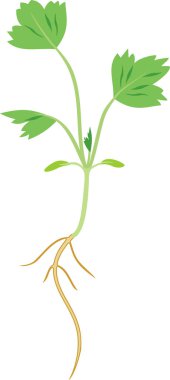 Beyaz arka plan üzerinde izole kök sistemi ve yeşil yaprakları ile ahududu fide genel görünümü