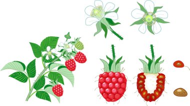 Olgun kırmızı meyveler, yeşil yaprakları ve beyaz arka plan izole beyaz çiçekler ile Ahududu dalı