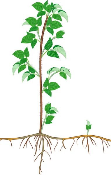 Framboesa Planta Floricano Com Folhas Verdes Sistema Radicular Isolado Sobre — Vetor de Stock