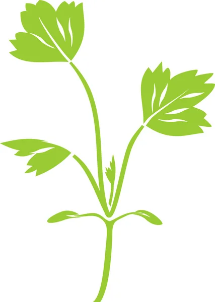 Зелений Силует Розсади Малини Ізольований Білому Тлі — стоковий вектор