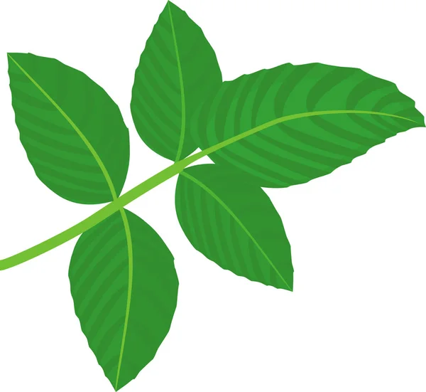 Groene Samengestelde Blad Van Framboos Plant Geïsoleerd Witte Achtergrond — Stockvector