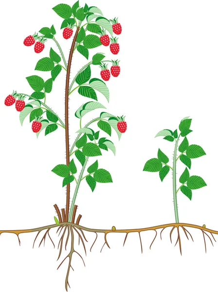 Olgun Kırmızı Meyveleri Yaprakları Kök Sistemi Beyaz Arka Plan Üzerinde — Stok Vektör
