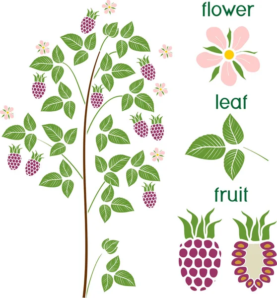 Pflanzenteile Morphologie Des Himbeerstrauches Mit Beeren Grünen Blättern Und Titeln — Stockvektor