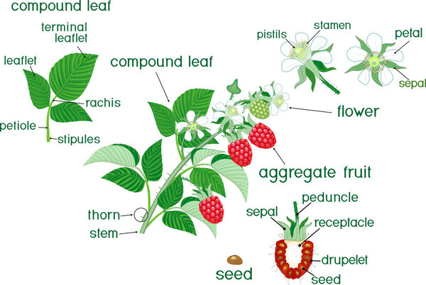 Parts of plant. Morphology of raspberry branch with red berries, green leaves, flowers and titles