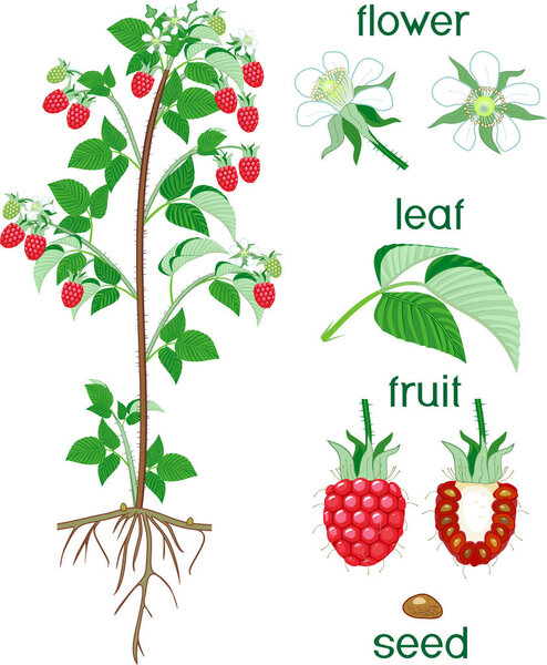 Parts of plant. Morphology of raspberry shrub with berries, green leaves, root system and titles