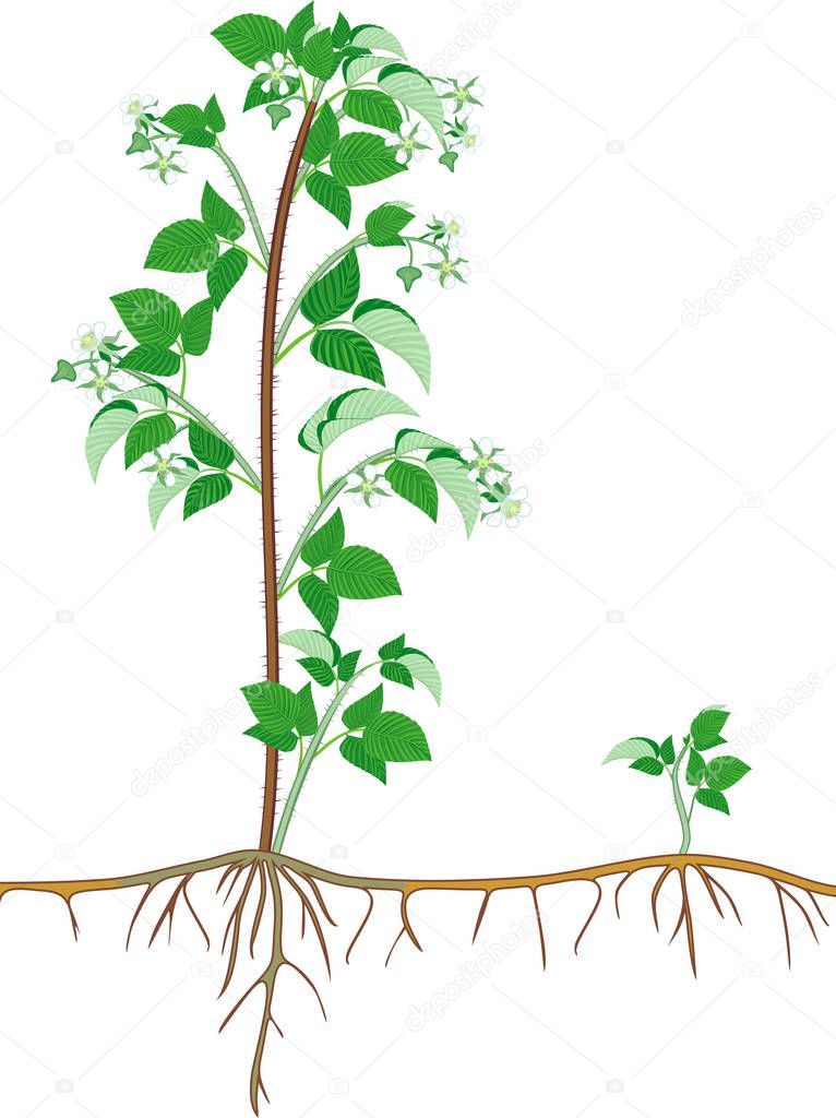Flowering raspberry shrub with green leaves and root system isolated on white background