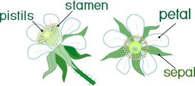 Ahududu bitkisinin çiçeğinin yapısı