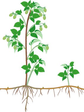 Ahududu bitkisi (floricane) olgunlaşmamış yeşil meyveleri ile, yaprakları ve kök sistemi beyaz arka plan üzerinde izole