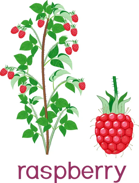 Beyaz Arka Plan Üzerinde Izole Olgun Kırmızı Meyveleri Ile Ahududu — Stok Vektör