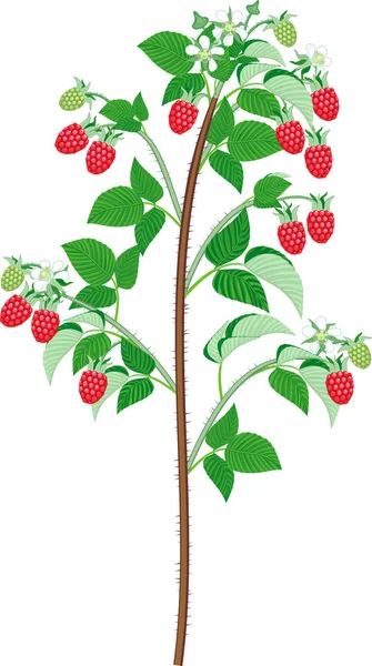 树莓植物 在白色背景上分离出成熟的红色浆果 — 图库矢量图片