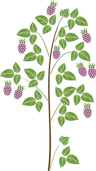 Raspberry Plant Floricane Ripe Crimson Berries Isolated White Background — Stock Vector