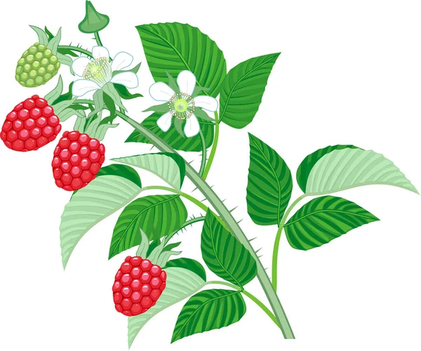 树莓枝与成熟的红色浆果 绿叶和白色的花朵隔离在白色背景 — 图库矢量图片