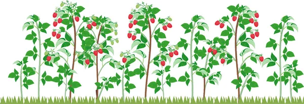 Vista General Del Grupo Plantas Frutales Frambuesa Con Bayas Rojas — Vector de stock