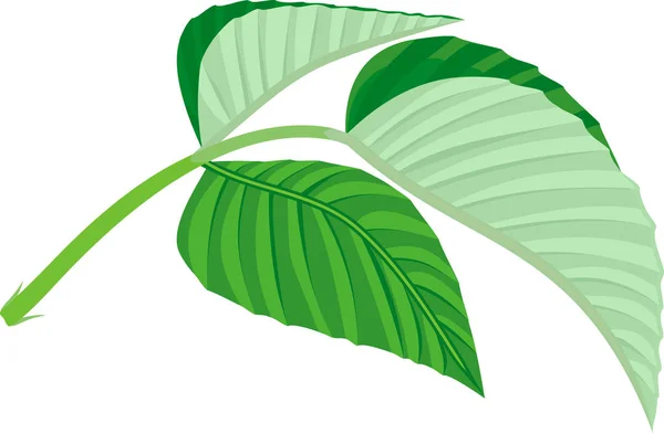 Zelený Složený List Malinovou Rostliny Izolovaný Bílém Pozadí — Stockový vektor