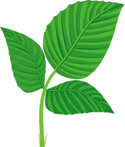 Hoja Verde Compuesta Planta Frambuesa Aislada Sobre Fondo Blanco — Vector de stock