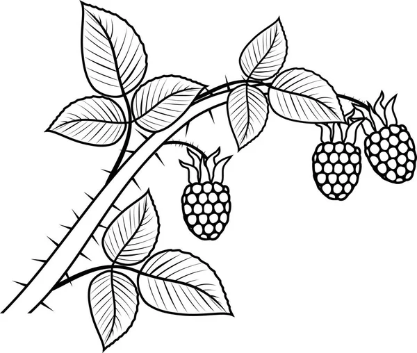 着色页 树莓分支与浆果和叶子 — 图库矢量图片