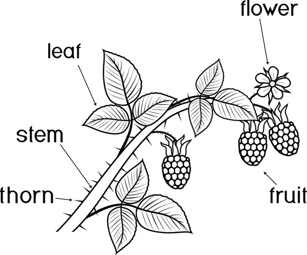 着色ページ 植物の一部 ベリー 花とタイトルとラズベリーブランチの形態 — ストックベクタ