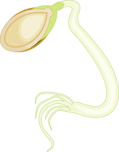 Germinación Semillas Calabaza Aislada Sobre Fondo Blanco — Vector de stock