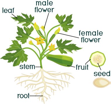 Tesisin parçaları. Meyve, yeşil yapraklar, kök sistemi ve başlıkları ile kabak bitki morfolojisi