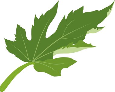 Beyaz arka plan üzerinde izole kabak bitkiyeşil yaprak