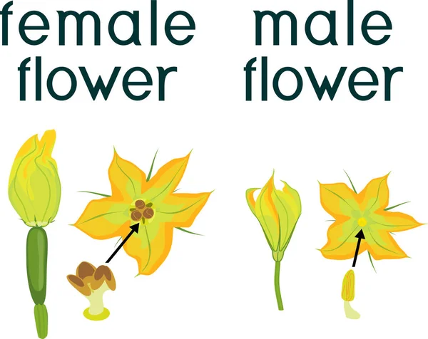 白い背景に孤立した黄色の男性と女性のズッキーニの花 — ストックベクタ