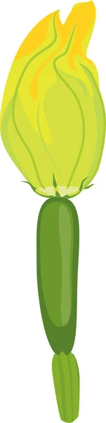 Gul Kvinnlig Zucchini Blomma Isolerad Vit Bakgrund — Stock vektor