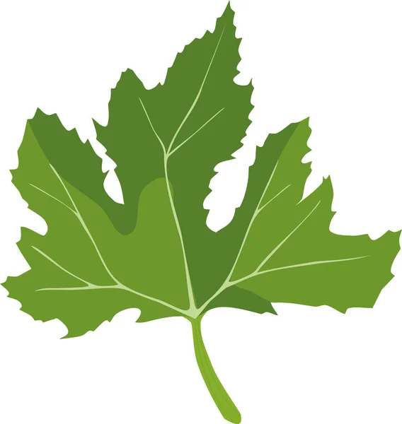 Zelený List Cuketové Rostliny Izolované Bílém Pozadí — Stockový vektor