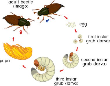 Cockchafer yaşam döngüsü. Cockchafer (baktım baktım) yumurtadan yetişkin böceği gelişim aşamalarında dizisi