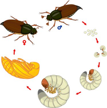 Cockchafer yaşam döngüsü. Cockchafer (baktım baktım) yumurtadan yetişkin böceği gelişim aşamalarında dizisi