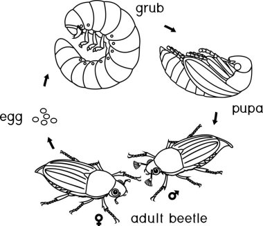Cockchafer yaşam döngüsüyle boyama sayfası. Cockchafer (baktım baktım) yumurtadan yetişkin böceği gelişim aşamalarında dizisi