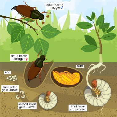 Cockchafer yaşam döngüsü. Cockchafer (baktım baktım) yumurtadan bahçesinde yetişkin böceği gelişim aşamalarında dizisi