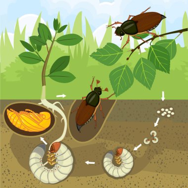 Cockchafer yaşam döngüsü. Cockchafer (baktım baktım) yumurtadan bahçesinde yetişkin böceği gelişim aşamalarında dizisi
