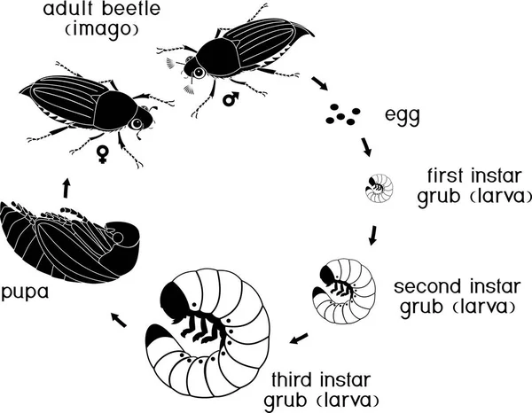 Cockchafer yaşam döngüsü. Cockchafer (baktım baktım) yumurtadan yetişkin böceği gelişim aşamalarında dizisi