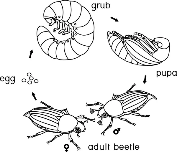 Malvorlage Mit Lebenszyklus Des Maikäfers Abfolge Der Entwicklungsstadien Des Maikäfers — Stockvektor