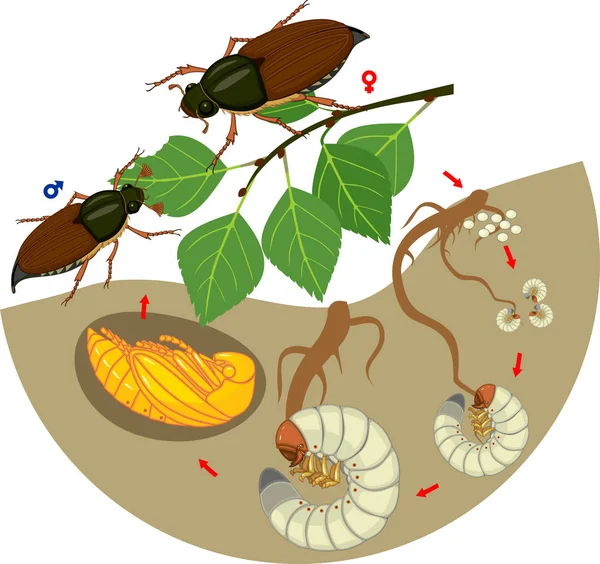 Májusi Cserebogár Életciklusa Májusi Cserebogár Melolontha Melolontha Tojás Kifejlett Bogár — Stock Vector