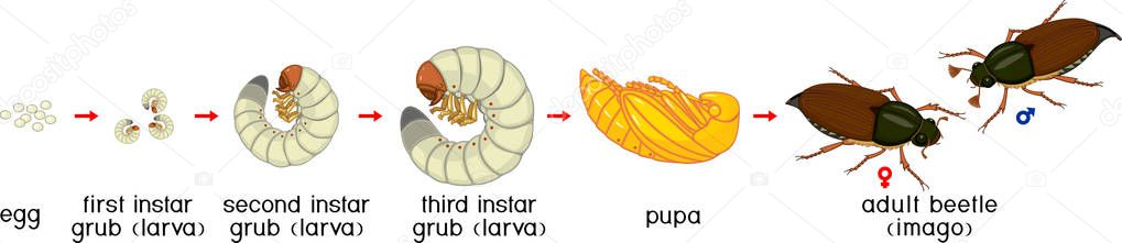 Life cycle of cockchafer. Sequence of stages of development of cockchafer (Melolontha melolontha) from egg to adult beetle