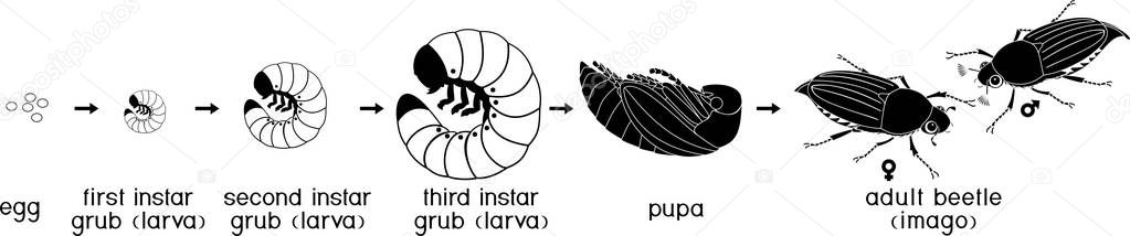 Life cycle of cockchafer. Sequence of stages of development of cockchafer (Melolontha melolontha) from egg to adult beetle