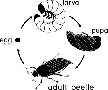 Cockchafer yaşam döngüsü. Cockchafer (baktım baktım) yumurtadan yetişkin böceği gelişim aşamalarında dizisi