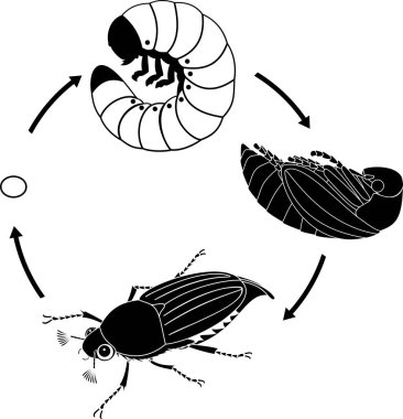 Cockchafer yaşam döngüsü. Cockchafer (baktım baktım) yumurtadan yetişkin böceği gelişim aşamalarında dizisi