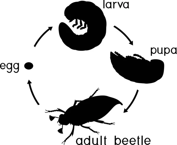 ปทรงของวงจรช ตของไก นตอนของการพ ฒนาของ Cockchafer Melolontha Melolontha จากไข งแมลงต วเต — ภาพเวกเตอร์สต็อก