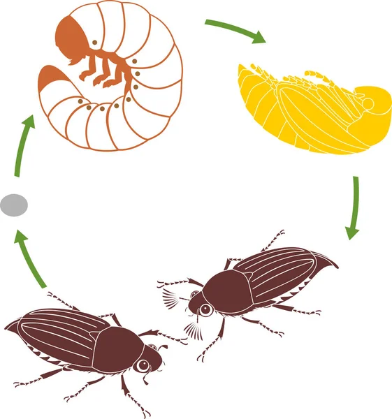 วงจรช ตของไก นตอนของการพ ฒนาของ Cockchafer Melolontha Melolontha จากไข งแมลงต วเต — ภาพเวกเตอร์สต็อก