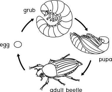 Cockchafer yaşam döngüsüyle boyama sayfası. Cockchafer (baktım baktım) yumurtadan yetişkin böceği gelişim aşamalarında dizisi