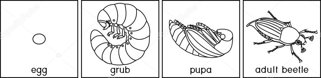 Coloring page with life cycle of cockchafer. Sequence of stages of development of cockchafer (Melolontha melolontha) from egg to adult beetle