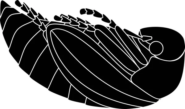 Пупа Кокчеферу Або Травневий Жук Ізольовані Білому Тлі — стоковий вектор