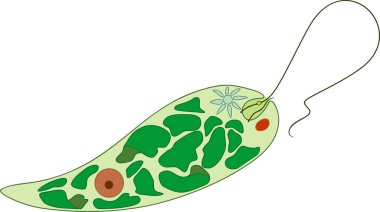 Euglena diyagramı. Euglena viridis farklı organelleri ile yapısını