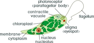 Euglena Ediagram diyagramı. Euglena viridis titlesuglena ile yapısını. Euglena viridis başlıkları ile yapısını